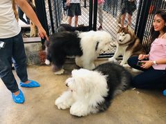 -TrueLove @ Neverland (Husky Cafe)