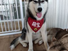 -Husky Go! 哈士奇体验馆·宠物咖啡厅狗咖