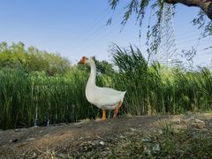 -永定河休闲森林公园