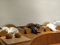 -有猫主题·治愈系猫咖(曾厝垵店)