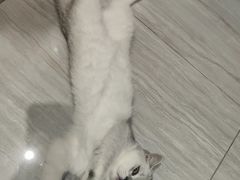 -艾吉宠物医院·疑难杂症转诊中心·猫友好(碧江路院)