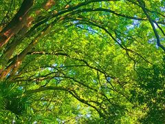 -上海佘山国家森林公园天马山园