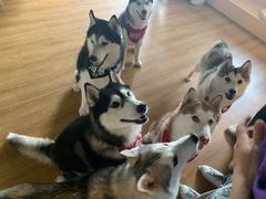 -Husky Go! 哈士奇体验馆·宠物咖啡厅狗咖