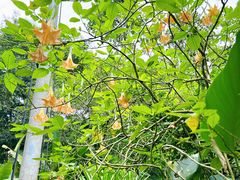 -野象谷景区