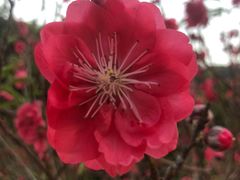 -南国桃园旅游度假区