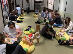 -逗柴咖啡屋·狗咖猫咖宠物桌游