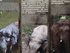 -野象谷景区