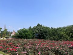 -都江堰玫瑰花溪谷