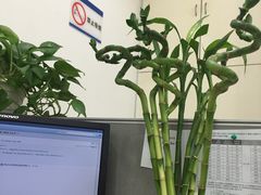 -梅陇花鸟市场-停车场