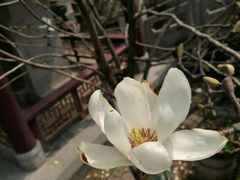 -清真盛志望麻酱酿皮·非遗老字号