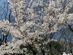 -苏州上方山国家森林公园