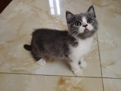 -瑞派名望志远动物医院·猫科·內科·异宠专科(直港大道店)