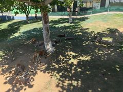 -西霞口神雕山野生动物世界