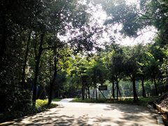 -中山市树木园