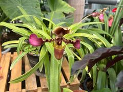 -国家植物园南园