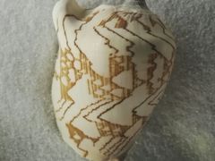 -青岛贝壳博物馆