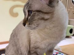 -猫和宫(六道口店)
