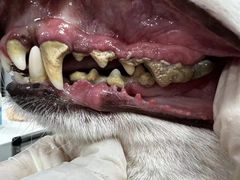 -宠福鑫康馨动物医院·骨科·眼科