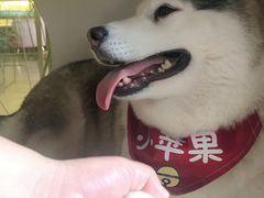 -Husky Go! 哈士奇体验馆·宠物咖啡厅狗咖