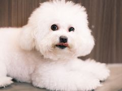 -Again Coffee Roaster(香蜜湖店)