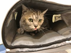 -萌兽医馆·犬猫专科·眼科中心·宠物医院(朝阳门分院)