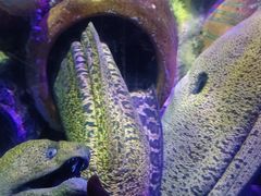 -太平洋海底世界