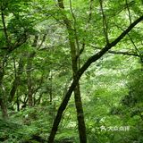 山脚下放有简易的登山杖,如果是对登山没信心的小伙伴