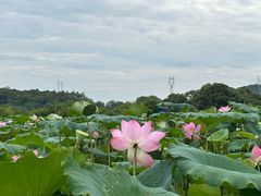 -洋湖国家湿地公园