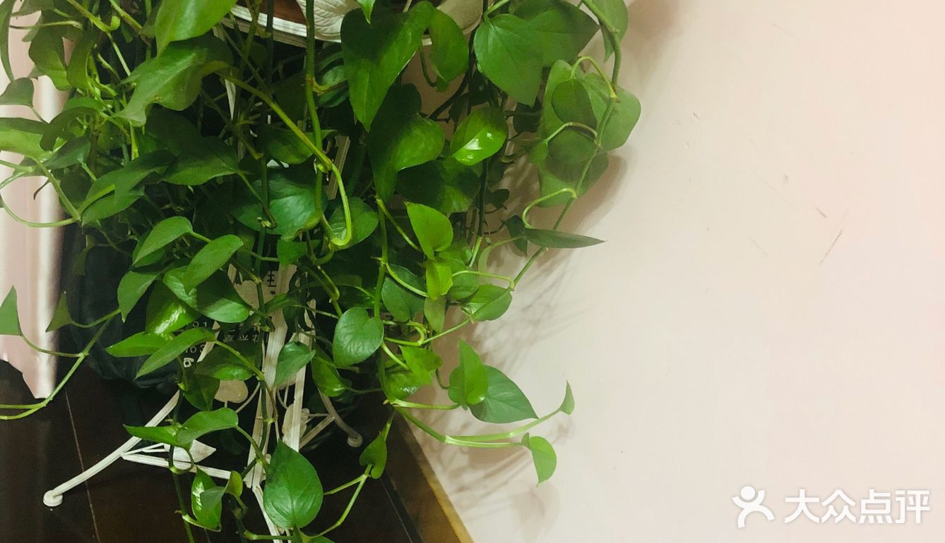 15元钱买来的小绿萝，盆子换了一下