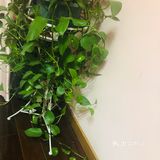 15元钱买来的小绿萝，盆子换了一下