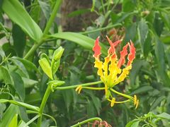 -广州神农草堂中医药博物馆