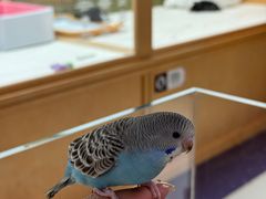 -帕帕拉兹宠物(亚洲旗舰店)