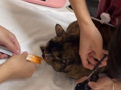 -瑞派康怡24h宠物医院·犬猫医疗中心·微创绝育(瑞景分院)