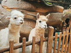 -杭州开元森泊度假乐园