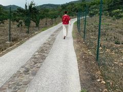 -西山樟坞健康果园枇杷杨梅采摘