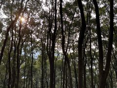 -铁山坪森林公园