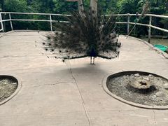 -哈尔滨北方森林动物园