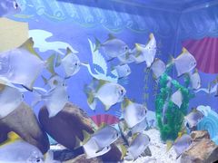 -烟台海昌鲸鲨海洋公园