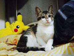 -彩虹桥宠物火化殡葬善终服务(金乐大厦店)