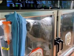 -北京观赏动物医院·24小时大型综合·猫专科·异宠专科