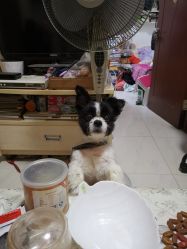 -飛凡TATTOO纹身•原创