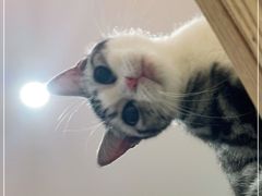-Bastet sally猫舍购宠(静安店)