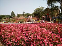 -松山湖南湖湾露营营地