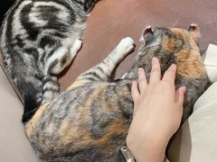 -MOCHA明星猫咖(田子坊店)