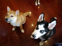 -喜柴咖啡·柴犬狗咖