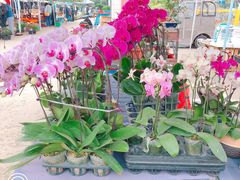 -中环花鸟鱼虫市场