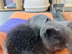 -帕帕拉兹宠物(亚洲旗舰店)