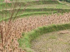 -紫鹊界梯田景区