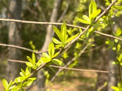 -昆山城市生态森林公园
