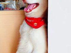 -Husky Go! 哈士奇体验馆·宠物咖啡厅狗咖